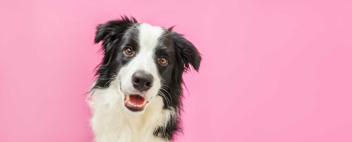 Funny Studio Portrait Of Cute Smiling Puppy Dog Border Collie Isolated On Pink Background