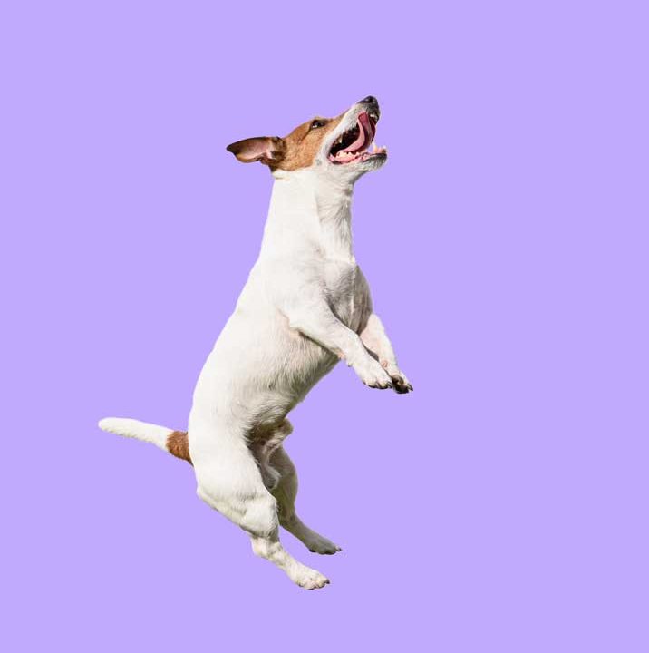 Active And Agile Dog Jumping High On Solid Color Purple Background 2