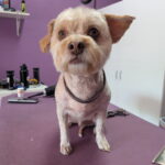 Dog Groomed