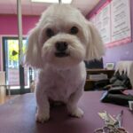 Dog Groomed 1