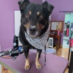 Dog Groomed 2
