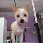 Dog Groomed 3