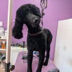 Dog Groomed 4