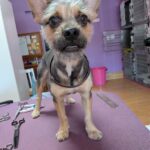 Dog Groomed 5